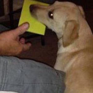 Meet your Posher, Joy